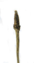 fly-honeysuckle (lonicera xylosteum), apical bud, buds oblong, pointy, with white cilia. 2009-01-26, Pentax W60. keywords: lonicera dumetorum, chevrefeuille, merisier des haies, gisilosteo